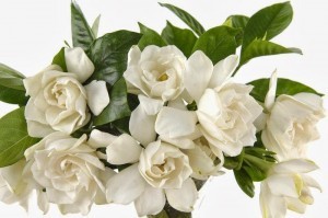 gardenia-flower-meaning