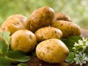patates2