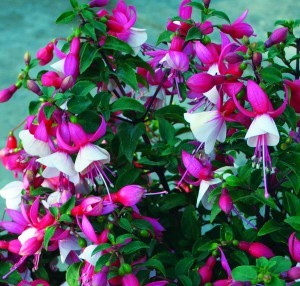 FUCHSIA-CHARM-NEON-WHITE