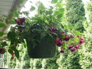 fuscia