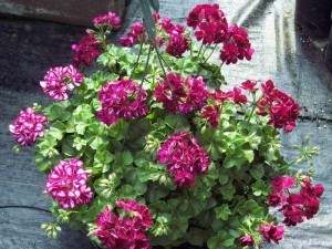 Ivy_Geranium