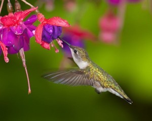 humming-bird-fuschia