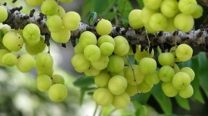 Benefits-of-Gooseberry