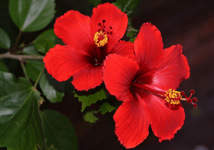 hibiscus-for-hair