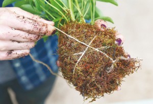 kokedama-making