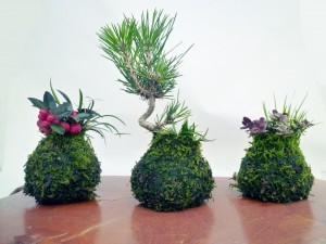 kokedama1