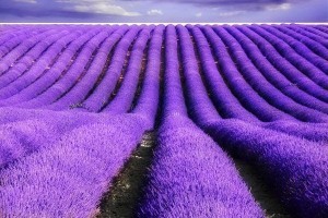 Provence-lavender