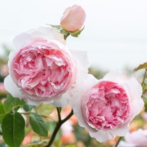 The_Wedgwood_Rose_2_2