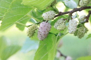 Morus-Alba-white-Mulberries_1