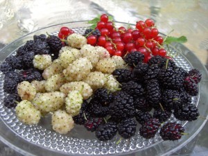 berries