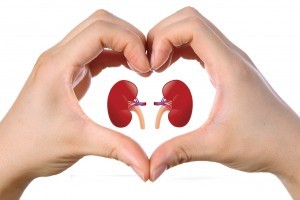 Kidneys_1200