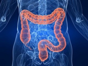 gastrointestinal-tract-120308