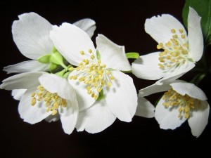 jasmine-essential-oil-benefits-uses-scientific-research