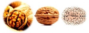 2walnut-brain