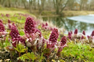 05-home-remedies-for-a-headache-butterbur