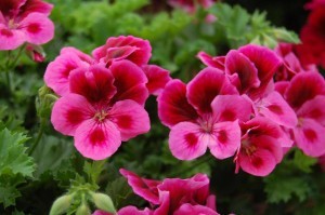 Geranium