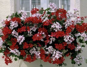 Pelargonium peltatum Coccorino