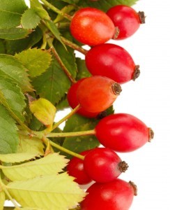 Rosehip_Seed_Oil_Rosa_Mosqueta