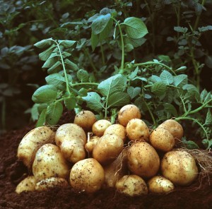 Die Europäische Kommission hat Amflora, die gentechnisch optimierte Stärkekartoffel der BASF, für die kommerzielle Nutzung in Europa genehmigt. Damit kann die Kartoffel für die Erzeugung industrieller Stärke eingesetzt werden. Amflora, BASF's genetically optimized starch potato, has been approved by the European Commission for commercial application in Europe. The potato can now be used for the production of industrial starch.