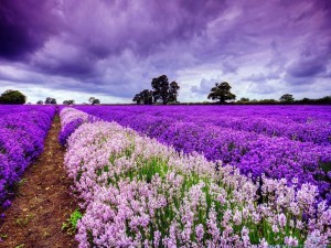 lavender