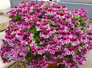 pelargoniya-iz-semyan1