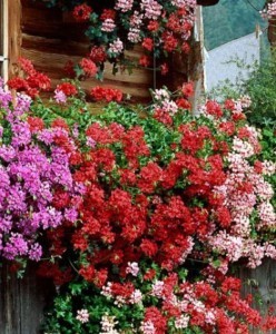 tiroler-hanggeranium-in-rood-en-roze-55038d4406b5b_l