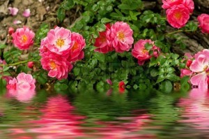 11002271-flowers-of-dog-rose