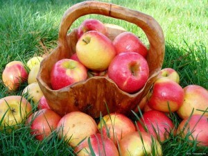 353568__basket-of-apples_p