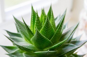 aloe-vera