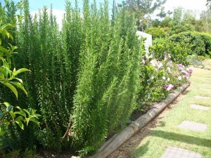 herb-rosemary