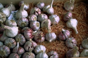 knoblauch_allium_sativum_in_a_store