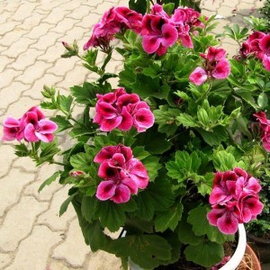 font-b-rose-b-font-red-font-b-geranium-b-font-seeds-bonsai-flower-pelargonium