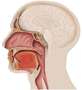 545px-head_lateral_mouth_anatomy