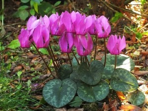 2014-09-28_cyclamen_purpurascens