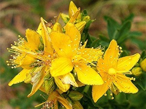 21-27082013-124009-plant-hypericum-perforatum-007