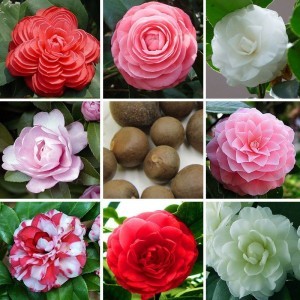 24-colors-available-font-b-camellia-b-font-seeds-potted-font-b-plants-b-font-garden