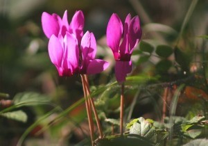 73404b_bramborikevropsky_cyclamen_purpurascens