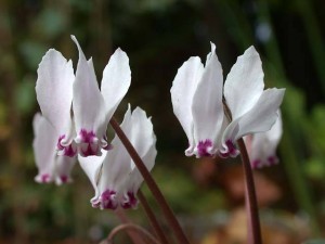 85192060_cyclamen_cyprium_0006