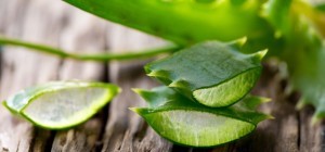 aloe-vera-leaves