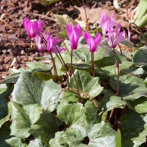 cyclamen-rhodium-ssp-peloponnesiacum