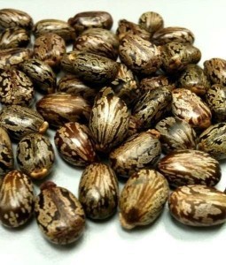 castor-seeds-510x600