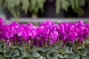 Pink Cyclamen