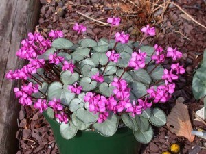 cyclamen-coum-ssp-coum-0002