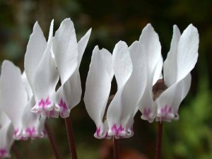 cyclamen-cyprium-0009