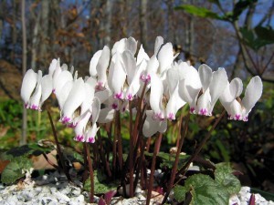 cyclamen-cyprium-0014