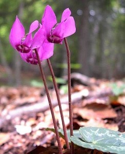 cyclamen-europaeum