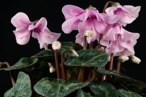 cyclamen-persicum-petticoat