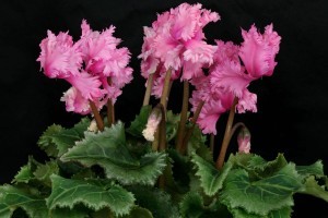 cyclamen-persicum-pompom