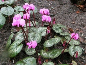 cyclamen_21jan08