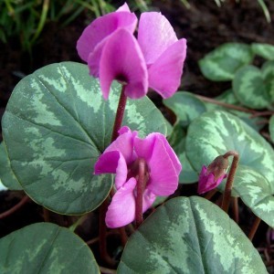cyclamen_coum_photo_file_pdb_152kb